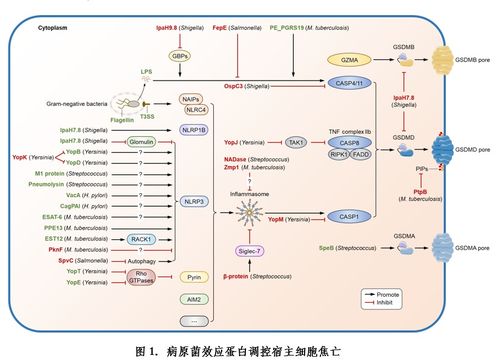 病原菌調(diào)控宿主細胞焦亡研究進展綜述——微生物所劉翠華團隊發(fā)表重要成果
